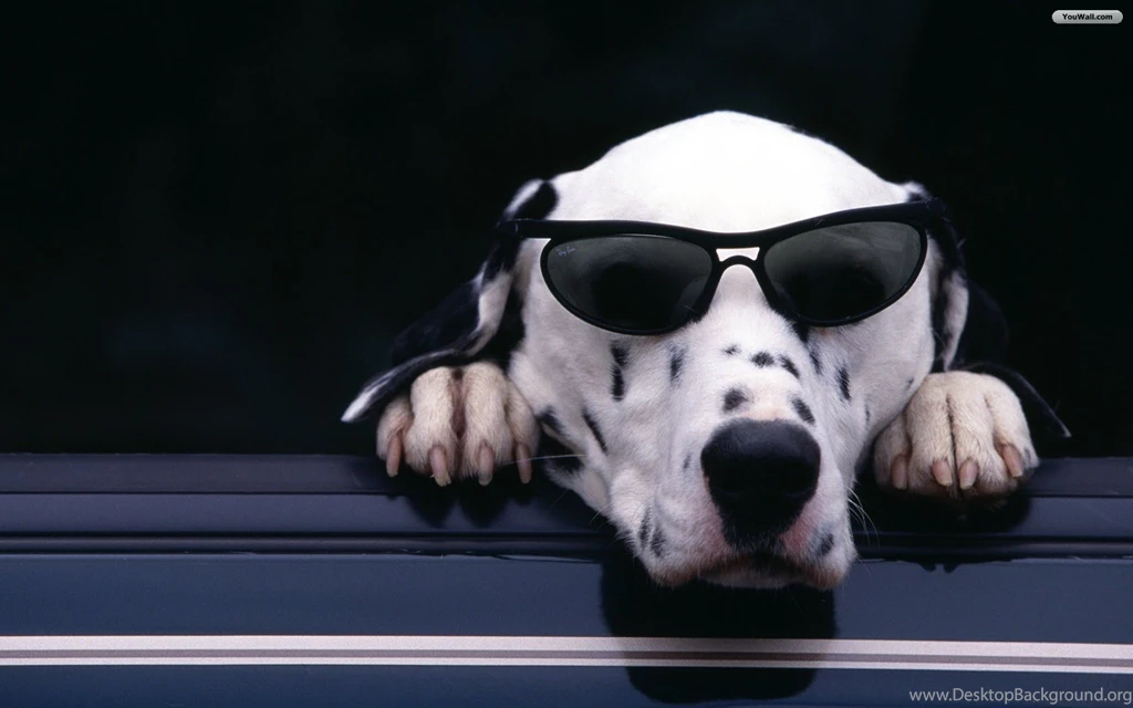 YouWall Cool Dog Wallpapers Wallpapers Wallpapers Free Wallpapers ...