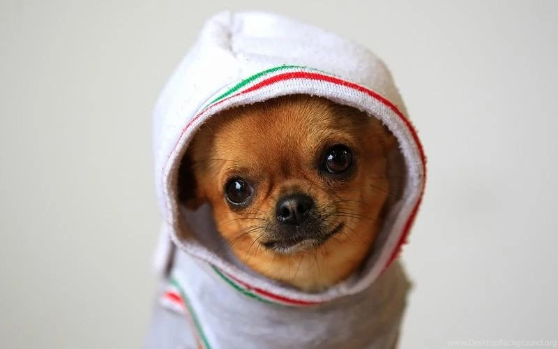 Cool Dog HD Wallpapers Android Apps And Tests AndroidPIT