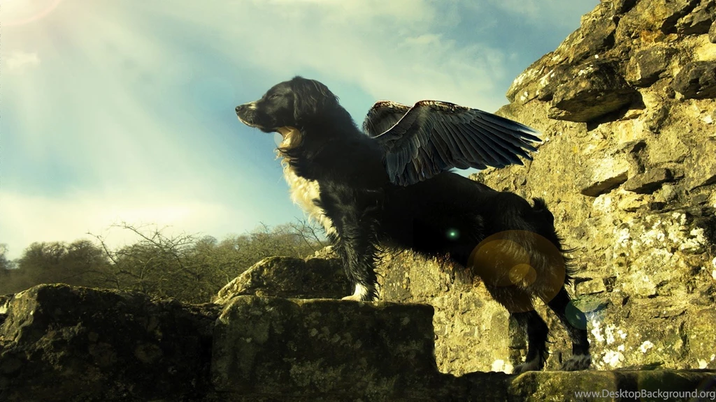 Cool Dog With Wings Design Wallpaper Backgrounds