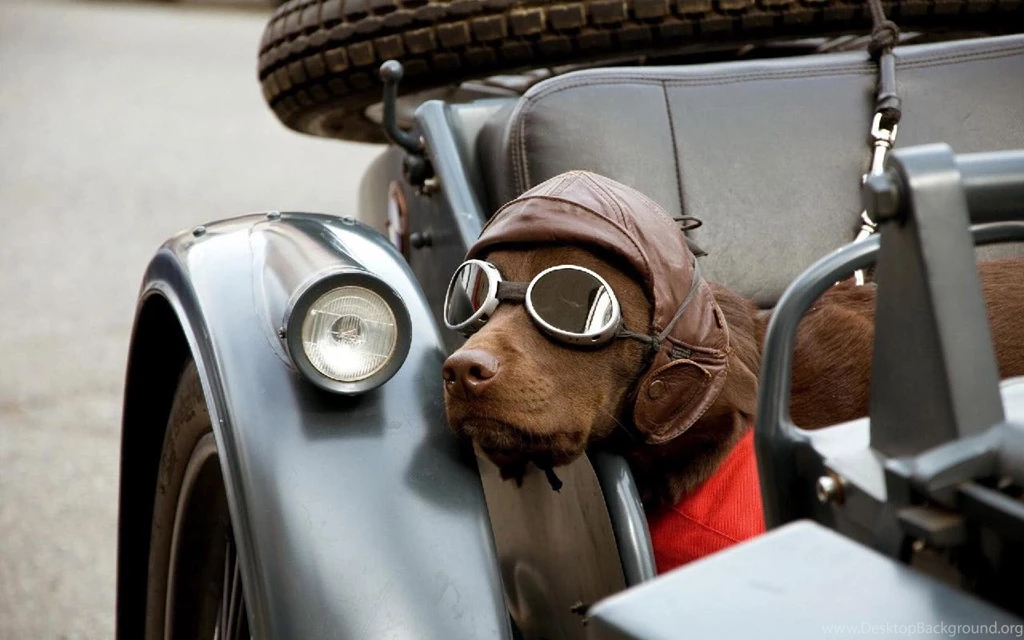 Cool Dog Live Wallpapers Android Apps On Google Play