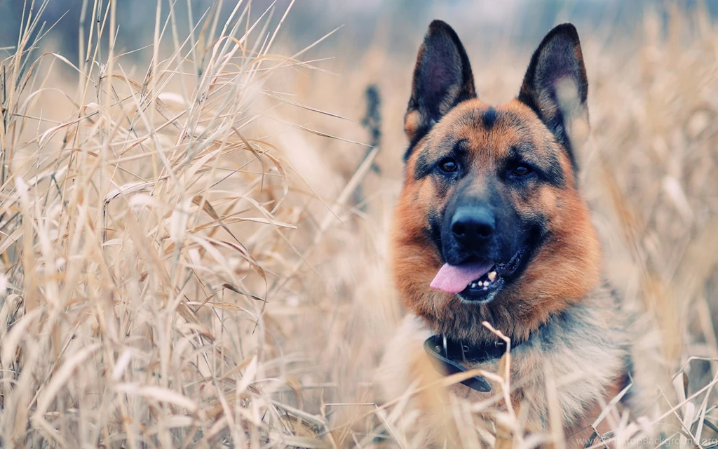 Dog Wallpapers Collection (40+)