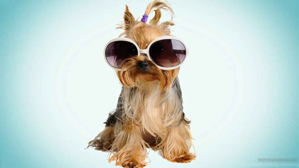 Cool Dog Backgrounds Wallpapers Cave