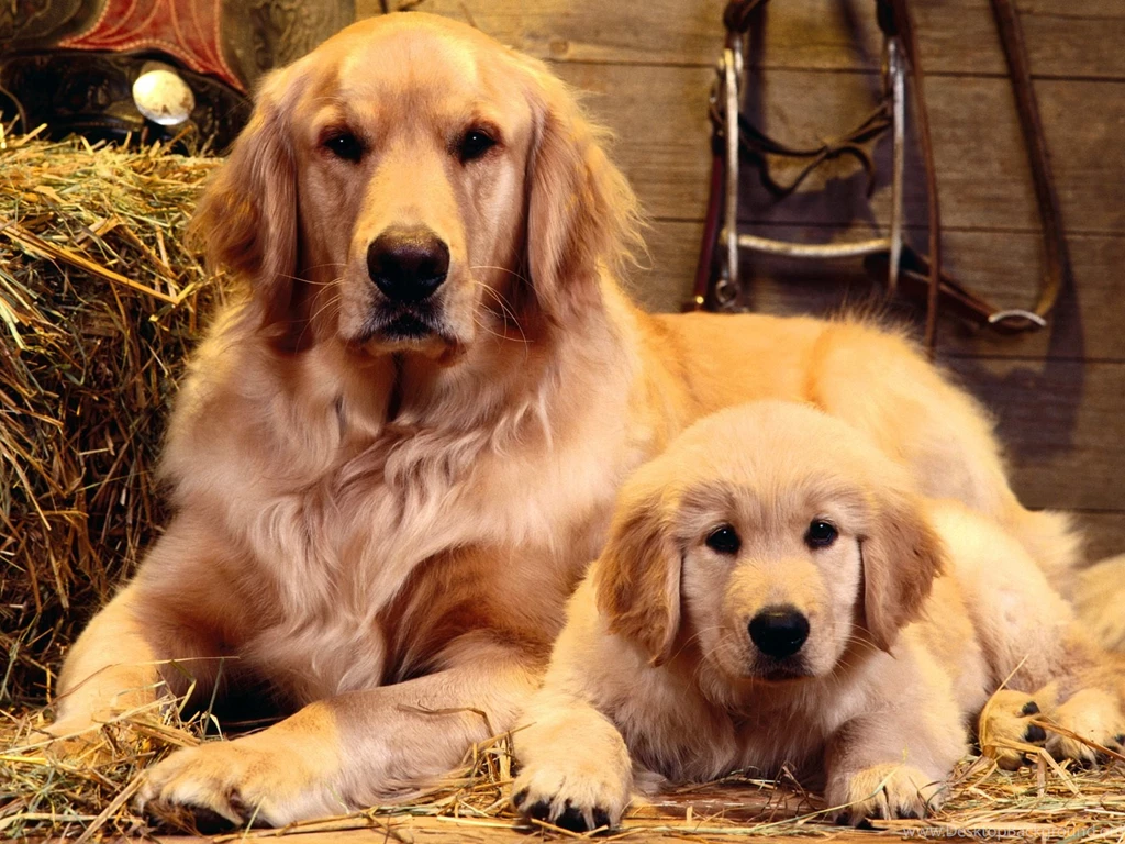 Wallpapers Dog