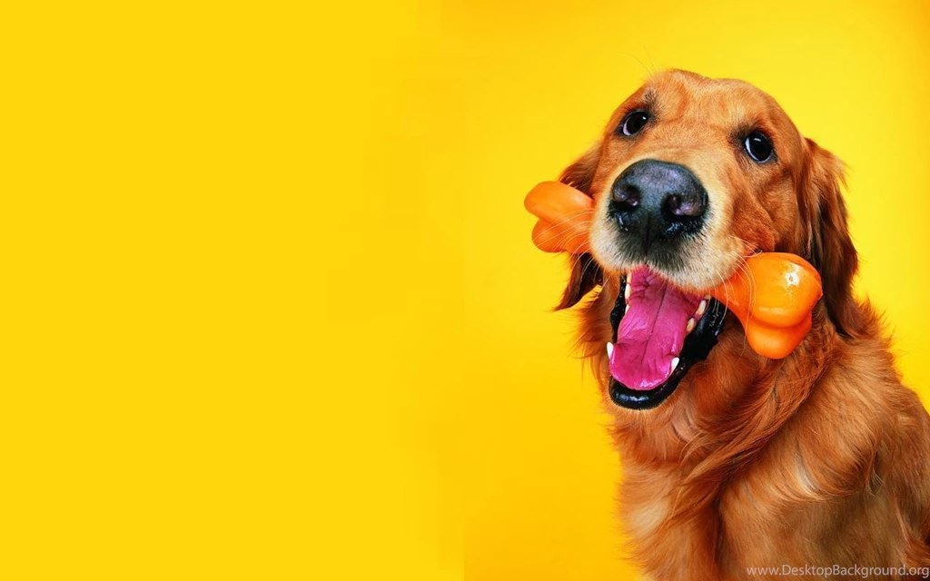 Wallpapers Dog
