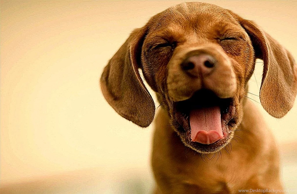 Cute Animals Yawning Cool Wallpapers
