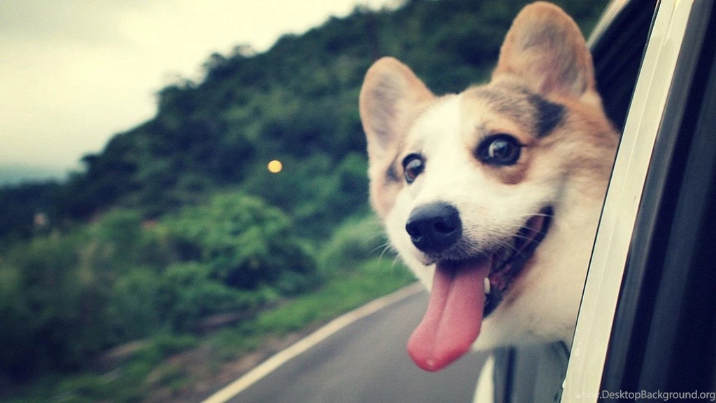 Dogs: Friday Cool Funny Photo Dog Humor Wallpaper Backgrounds Free ...