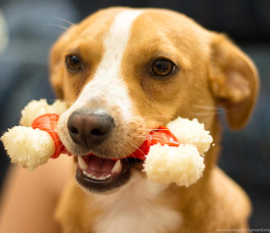 Dog Wallpapers, Cool Animals, Hd Dog Images, Download Dog ...