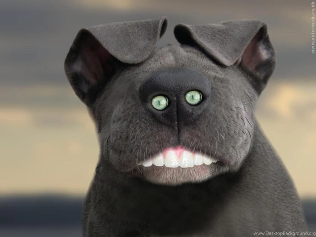 Top Dogs Wallpapers Dog Wallpapers Wallpapers