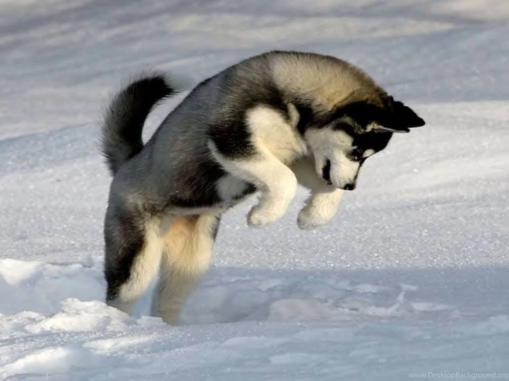 Dogs: Dog Playing Snow Animal Winter Cool Wallpapers For HD 16:9 ...