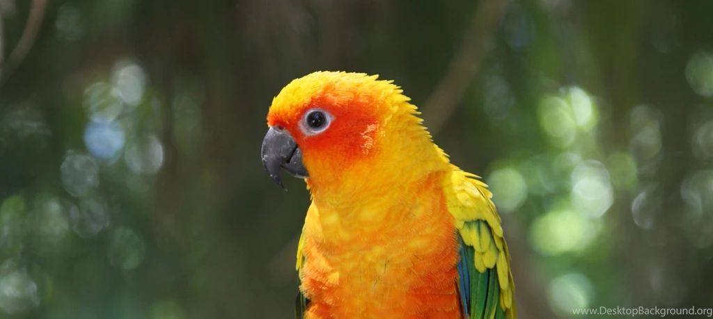 Cute Animals, Free Animal Images, Wild Animals, Wallpapers Of ...