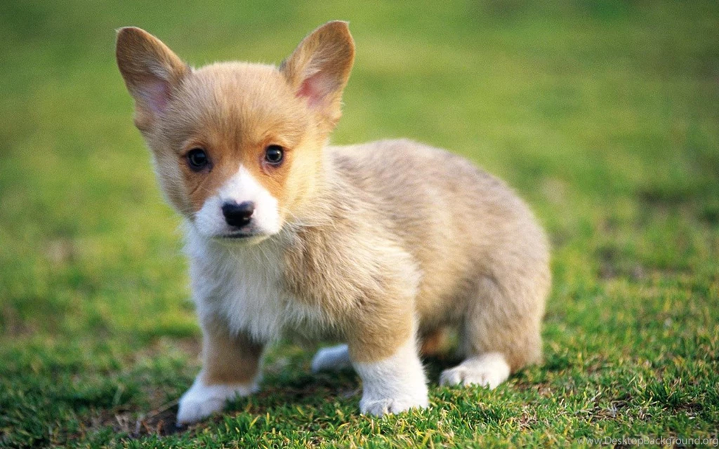 Cute Puppy Wallpapers Desktop