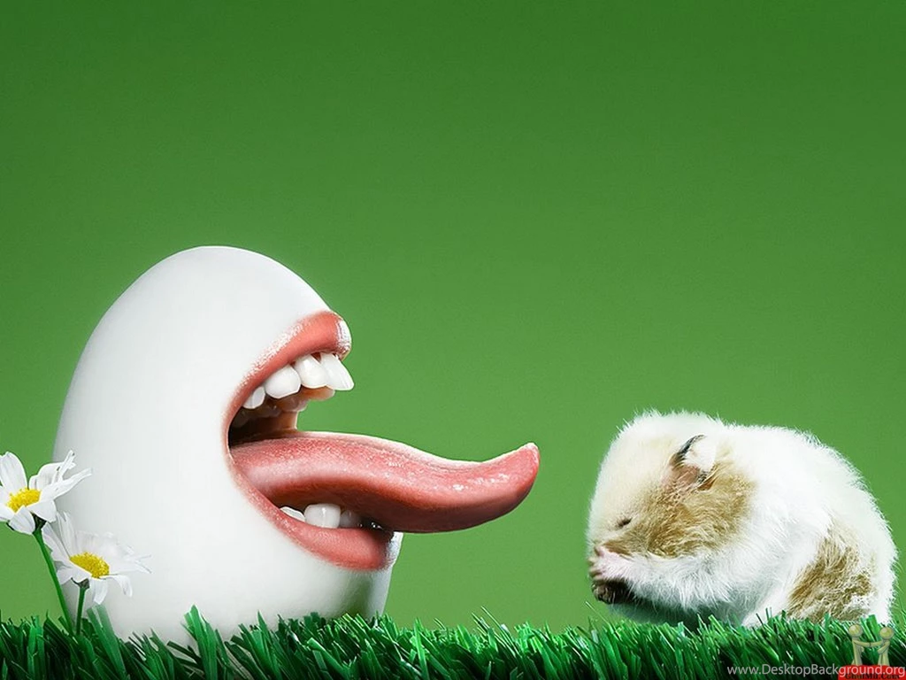 Most Funny Photo HD Wallpapers And Pictures