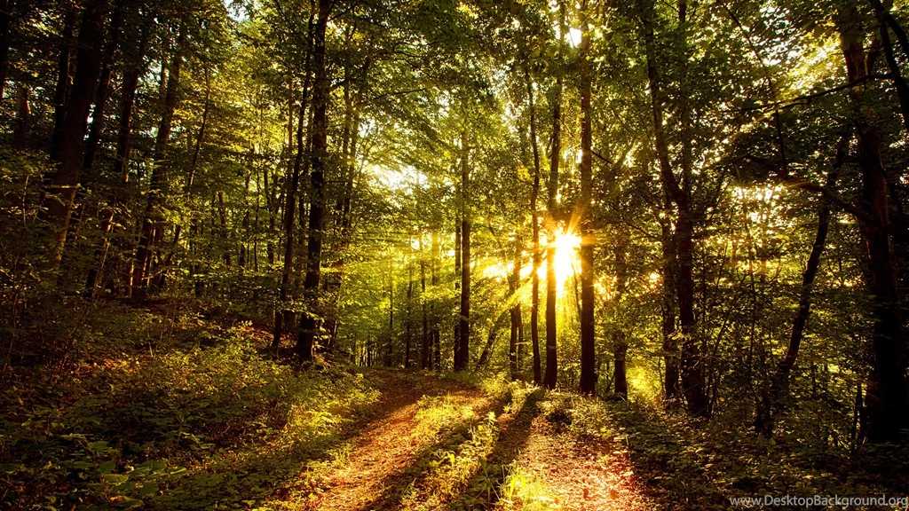 Morning Nature Desktop Wallpapers ~ Toptenpack.com