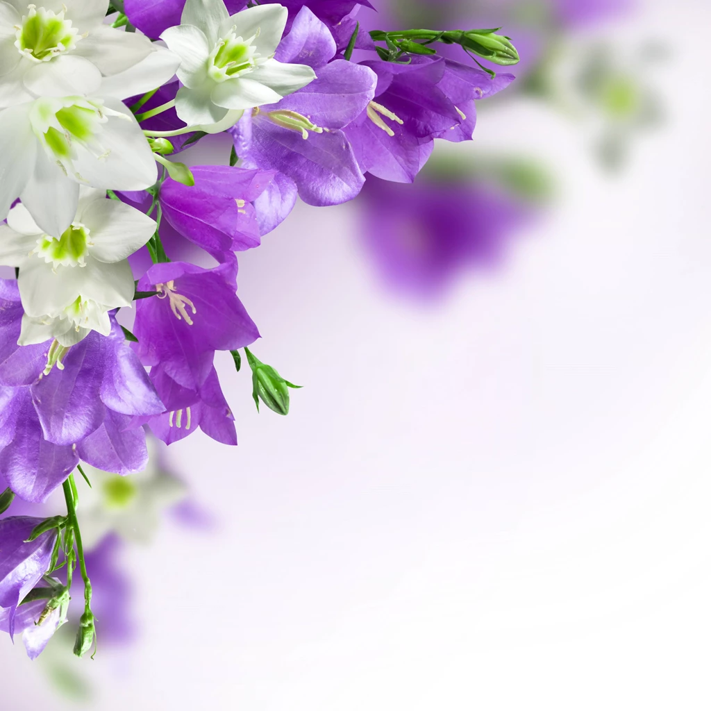 Purple Flowers Backgrounds Wallpapers Cave