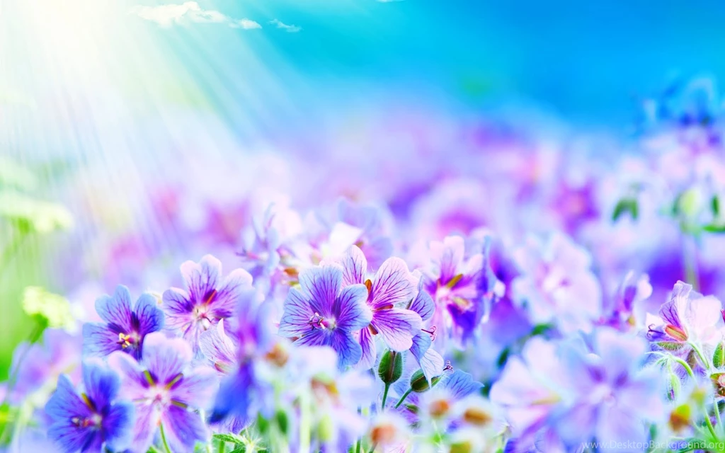 Beautiful Flowers Backgrounds