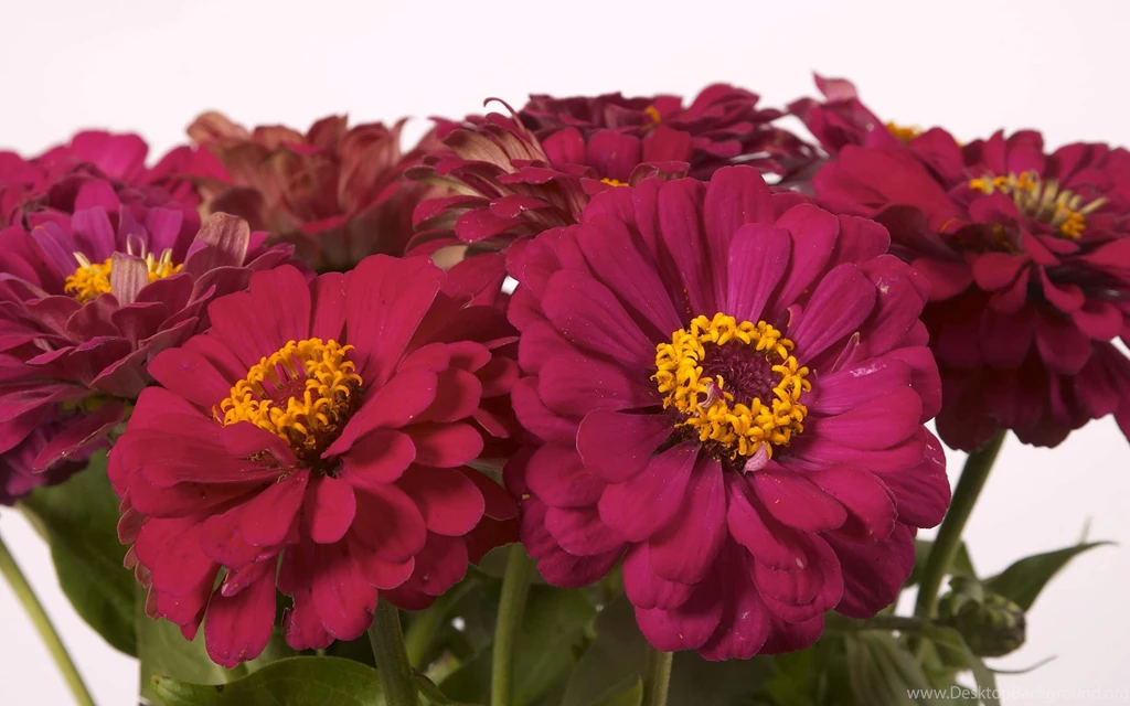 Flowers Butterfly Wallpapers Download Wallpapers