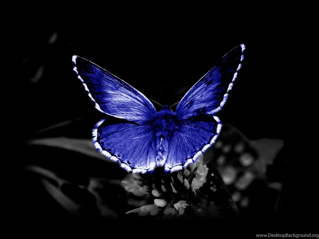 Free Butterfly Desktop Backgrounds Wallpapers Cave