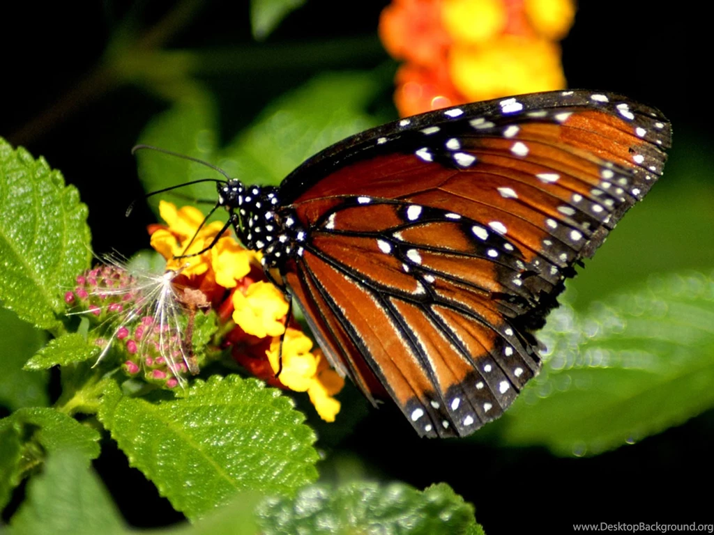 Butterfly Backgrounds For Desktop Danasrhp.top