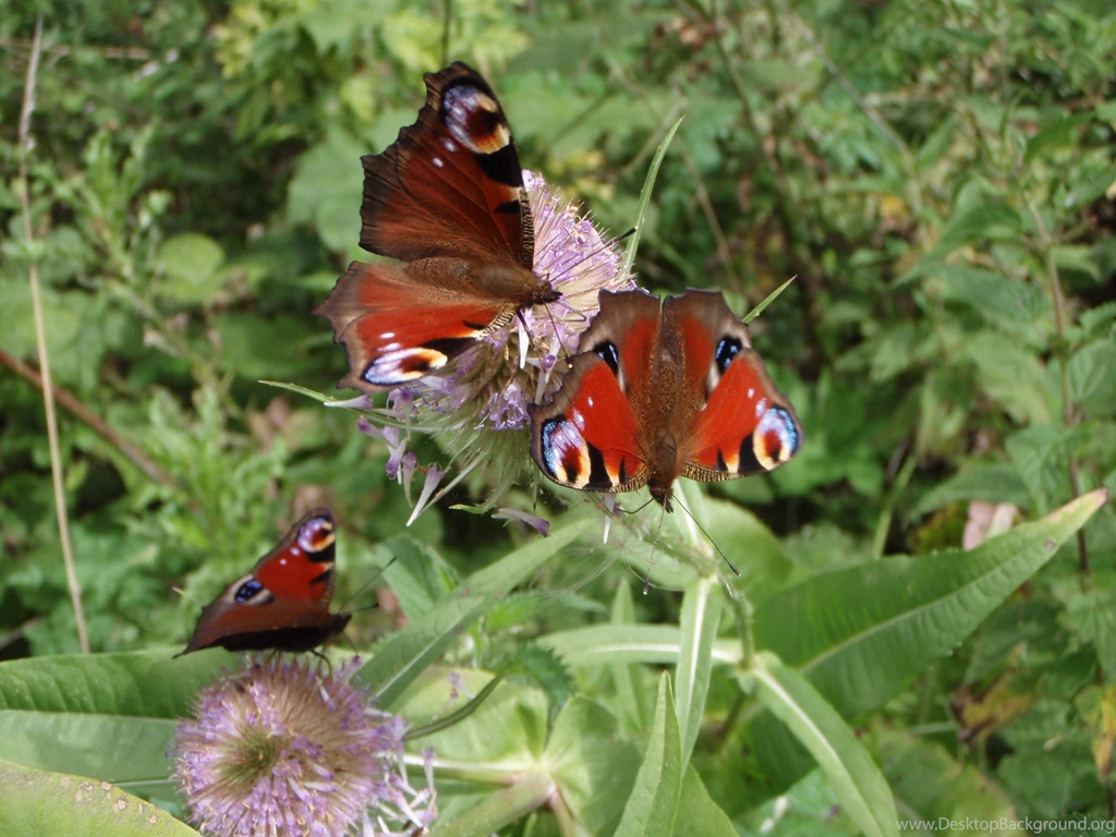 Butterflies: Peacock Butterflies Thistle Summer Berkshire ...