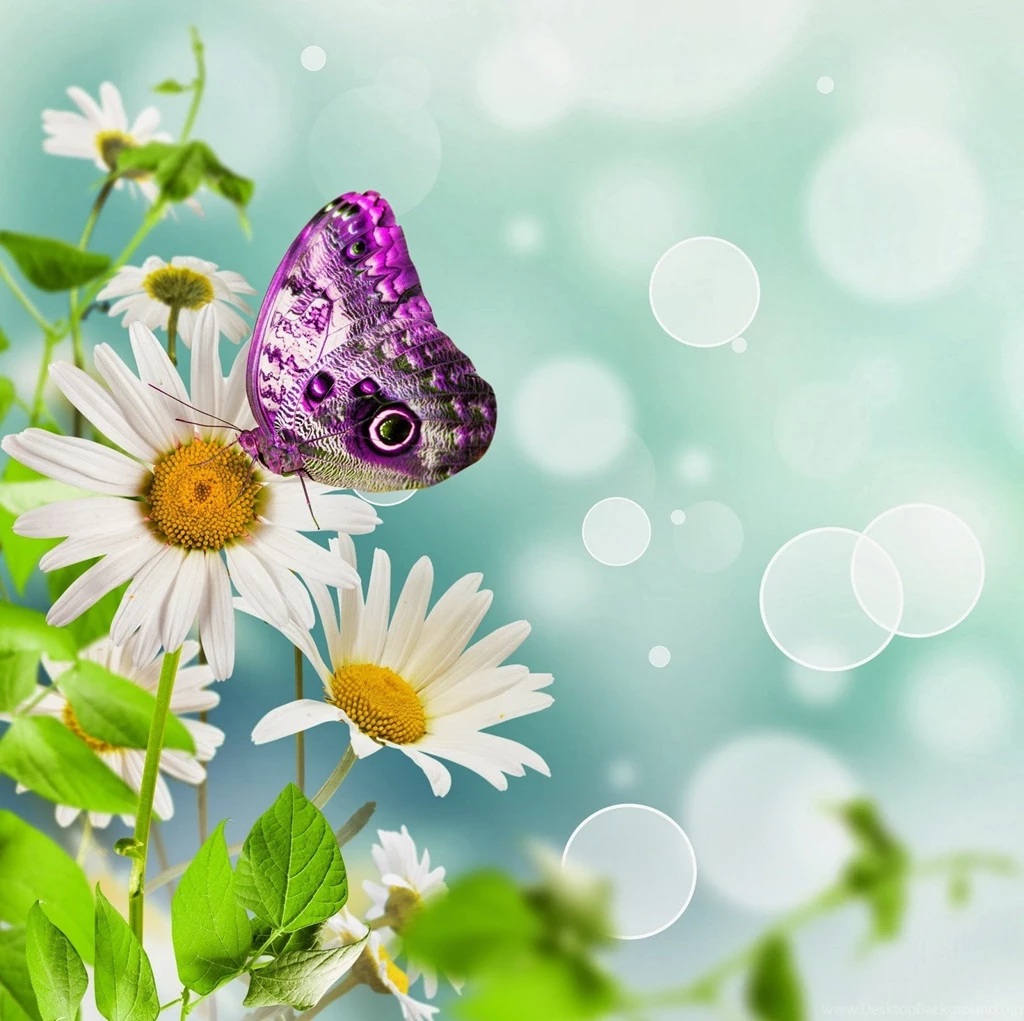 Flowers: Spring Butterflies Flowers Cherry Blossom Pink Nature ...