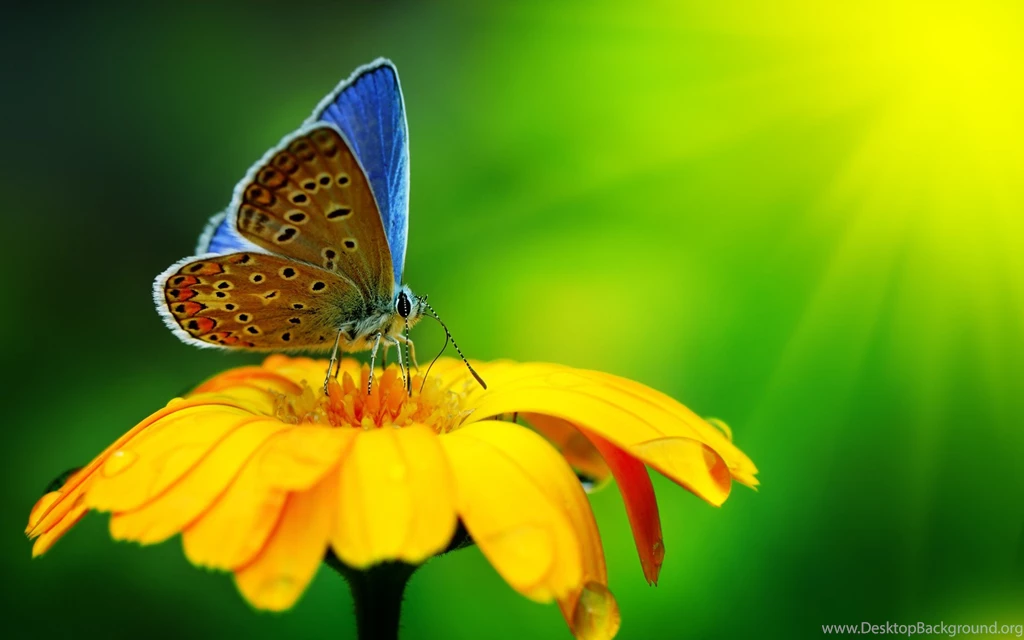 Blue Butterfly And Flower Hd Picture