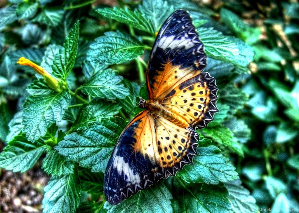 Butterflies Butterfly Leaves Black Gold Garden Desktop Backgrounds ...