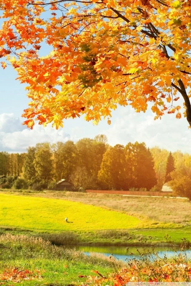 A Beautiful View Of Colorful Autumn Trees HD Desktop Wallpapers ...