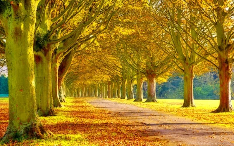 Beautiful Cool Nature – Nature Forests HD Desktop Wallpapers