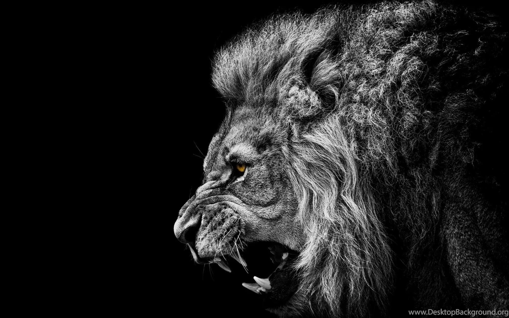 Roaring lion animal new hd cool wallpapers wide