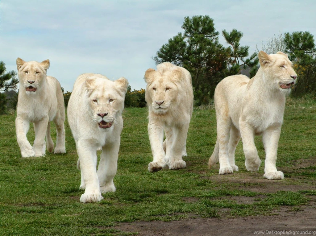 White Lion Hd Wallpapers Free Download