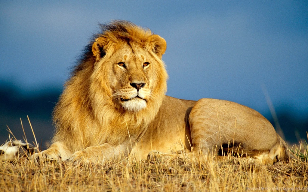 Lion Images Hd