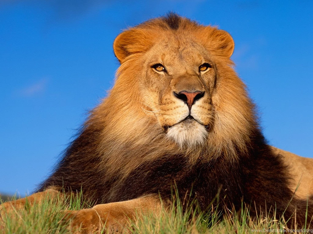 Lion Wallpapers Downloadpetite soumiselylye