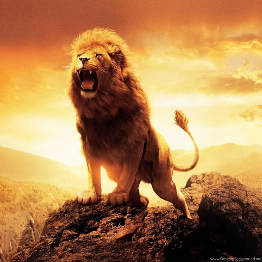 Lion Live Wallpapers Android Apps On Google Play