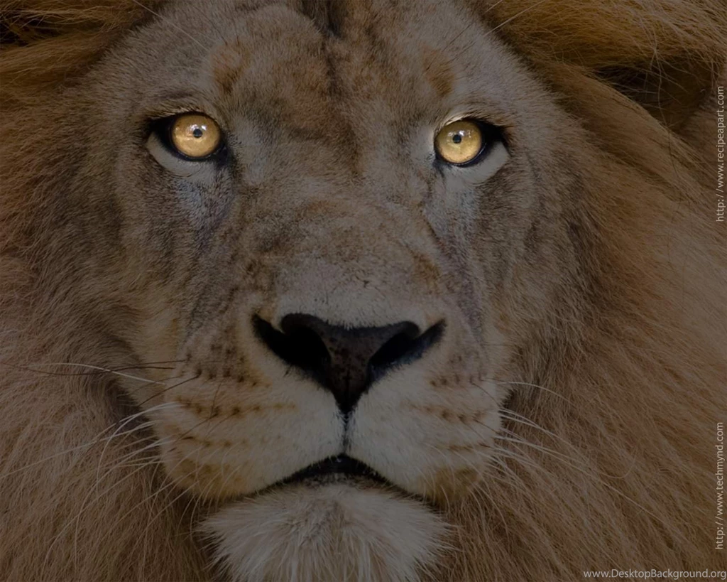 Wallpapers Lions Free