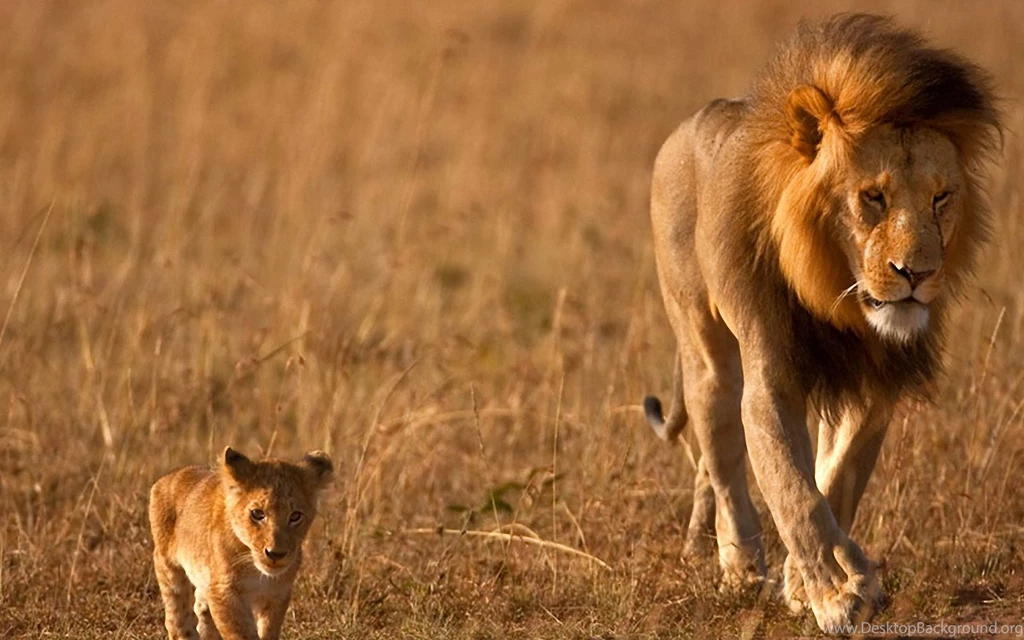 Lion wallpapers download.jpg