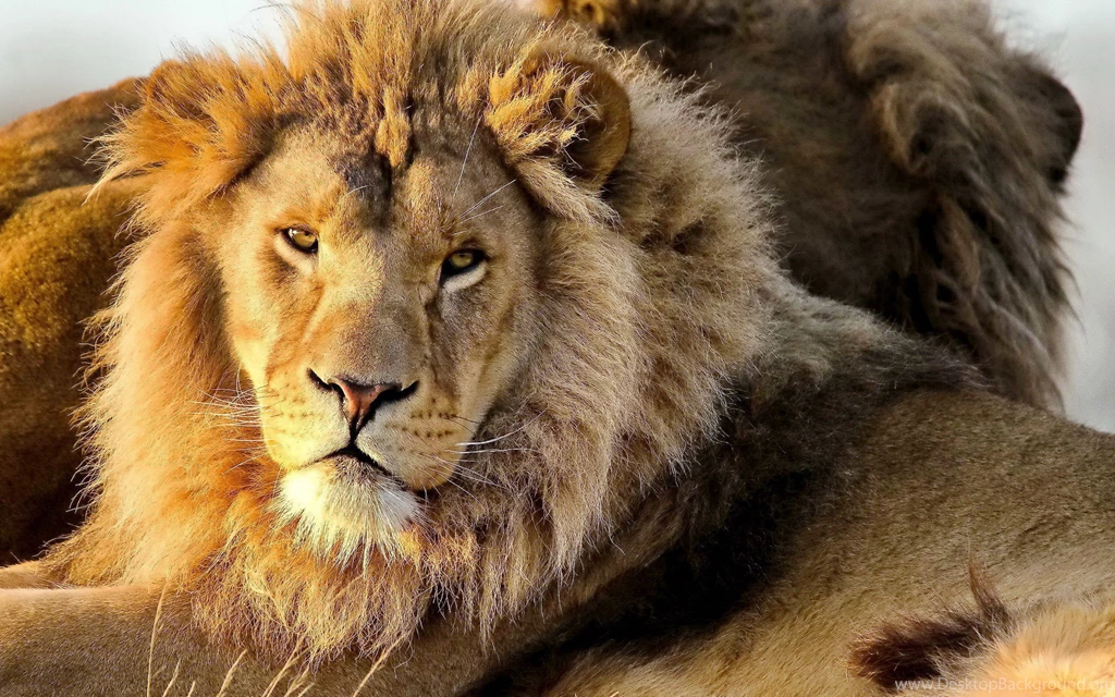 HD Free Lion Wallpapers And Photos