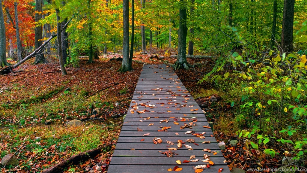 Fall Nature Backgrounds