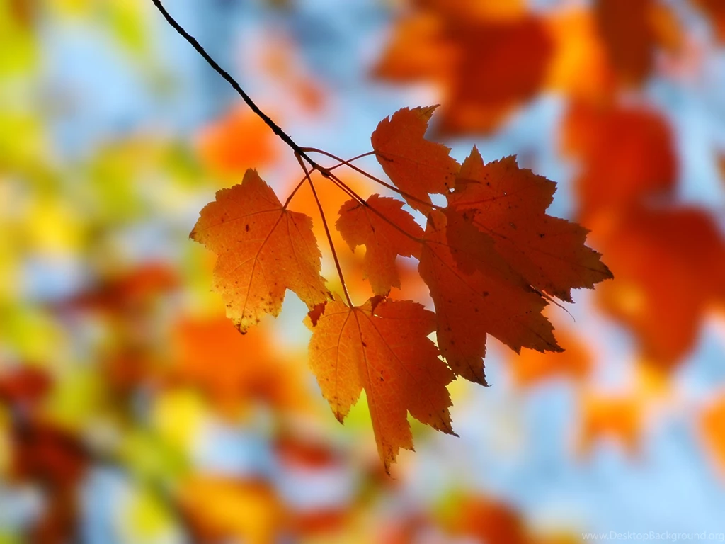 Fall Maple Desktop Wallpapers 800x600, Fall Maple Backgrounds ...