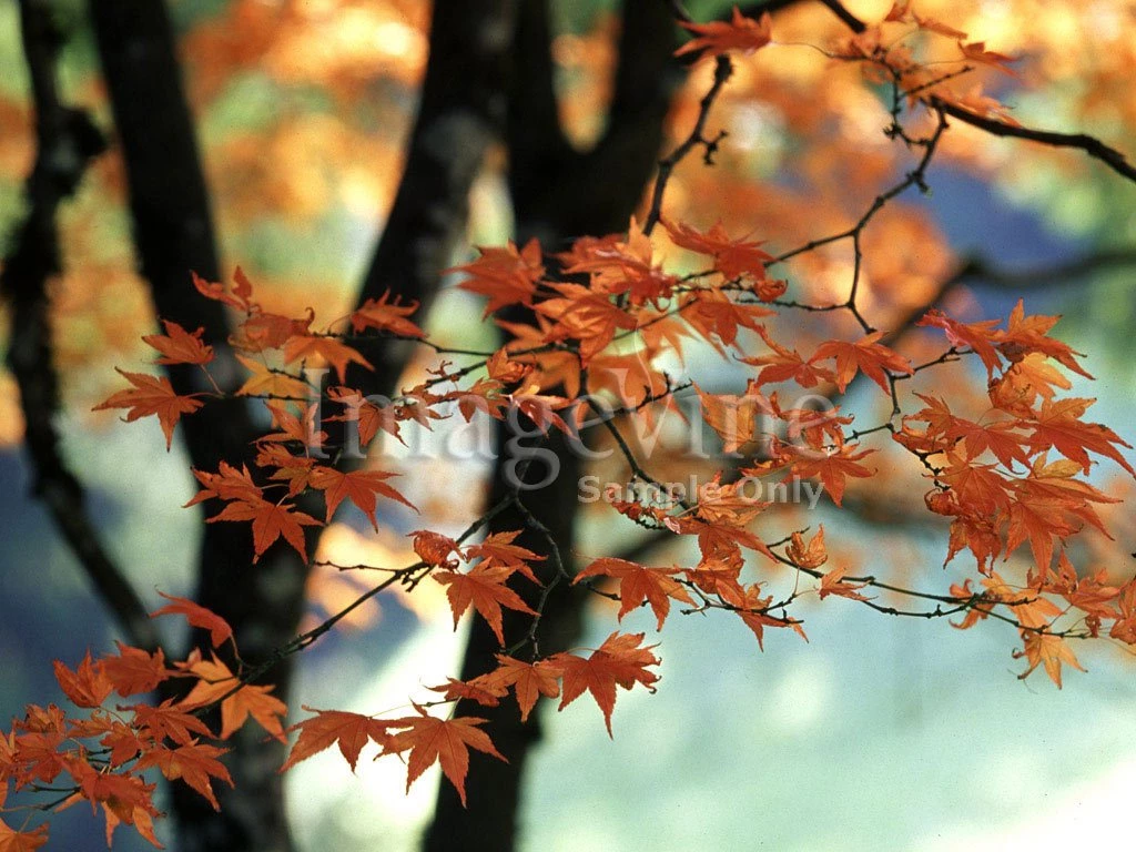Fall Backgrounds Fall PowerPoint Backgrounds And Jpeg Backgrounds