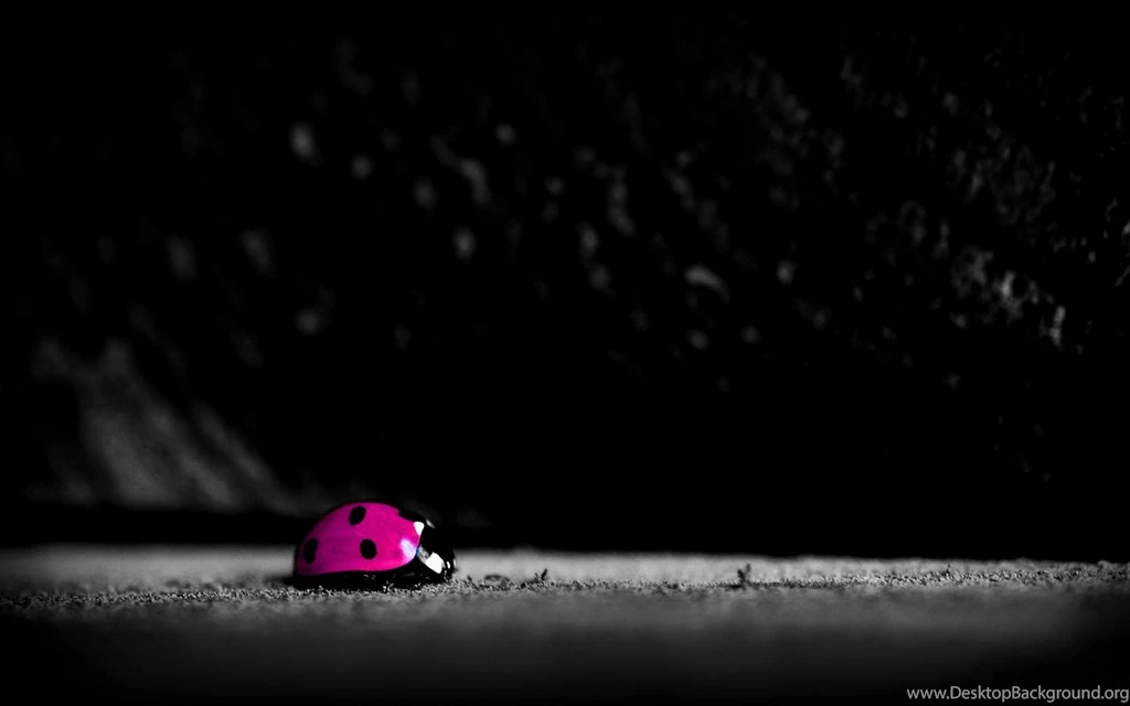 Dark Sky Pink Ladybug In Land Popular HD Wallpapers