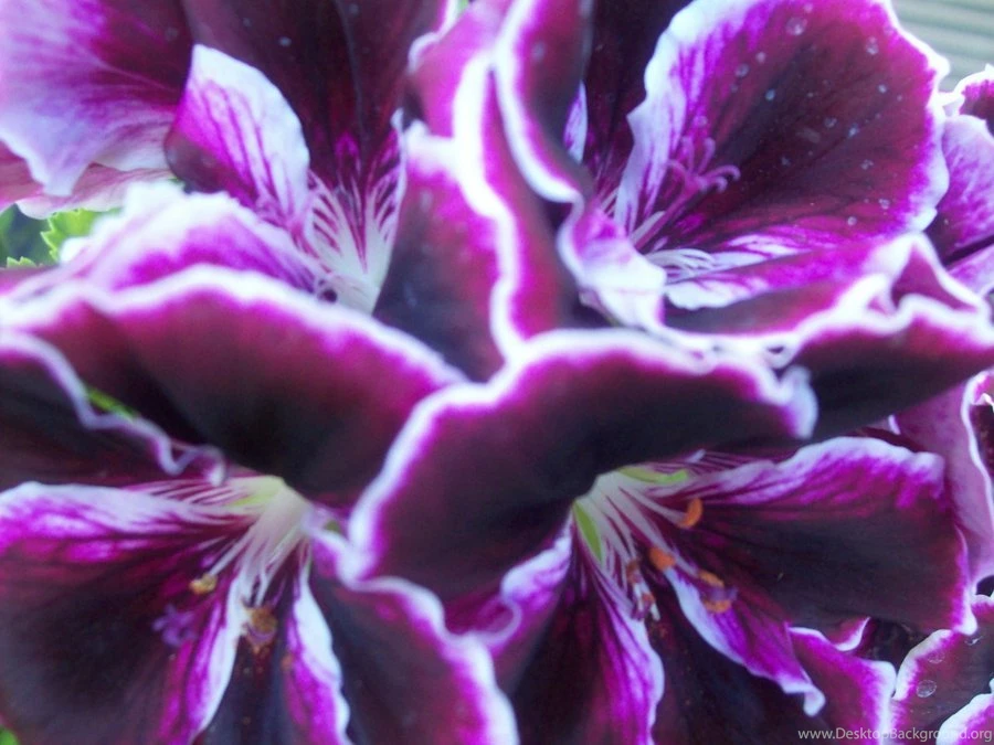 Purple Lightning By Dvid1 On DeviantArt