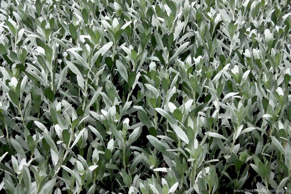 Painted Leaves Modern 'Arts And Crafts' Wallpapers By Aegiandyad On ...