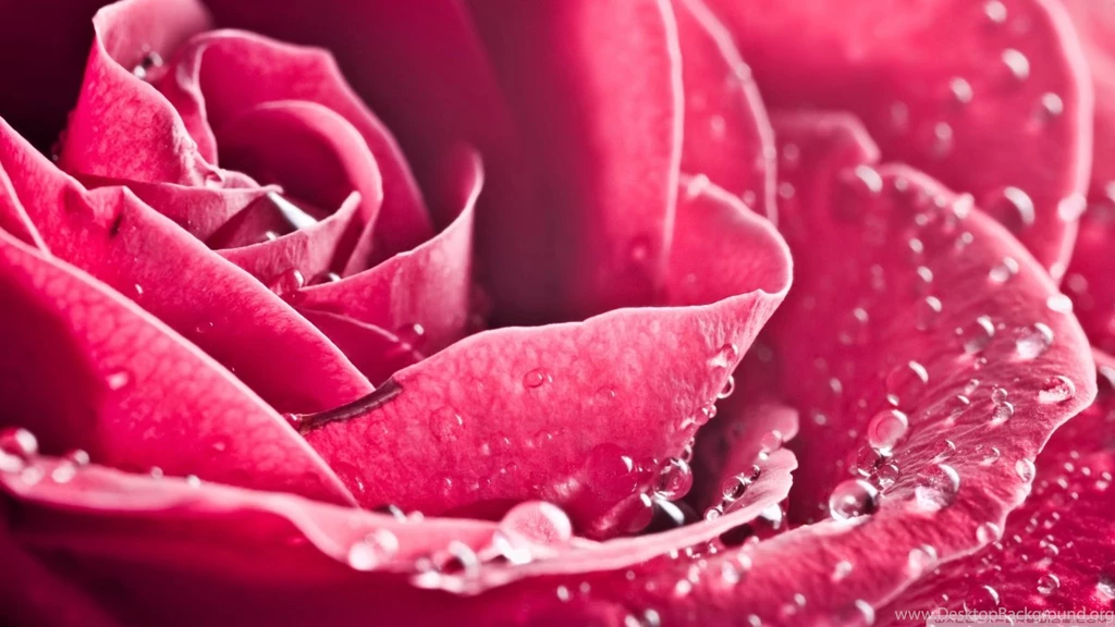 Flower Petals Wallpapers