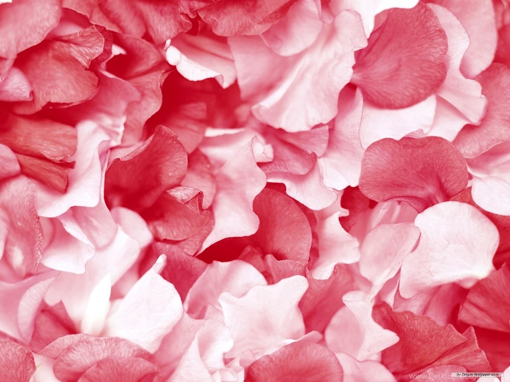 Flower Petal Wallpapers