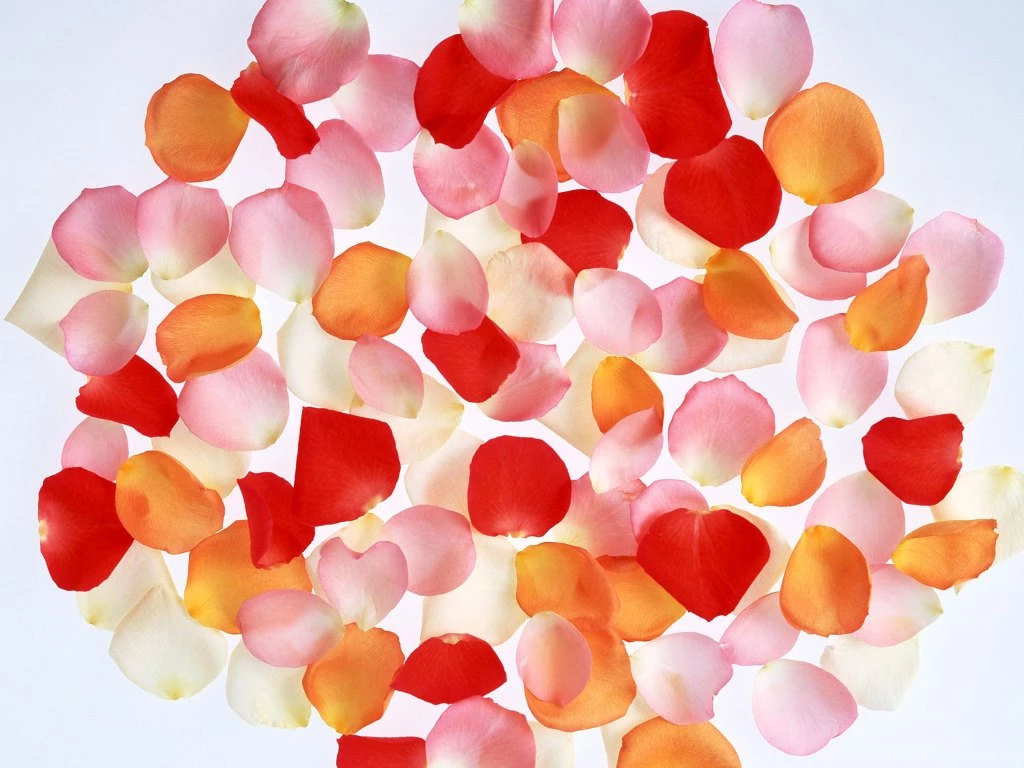 Flowers & Rose Petals Wallpapers HD Pictures
