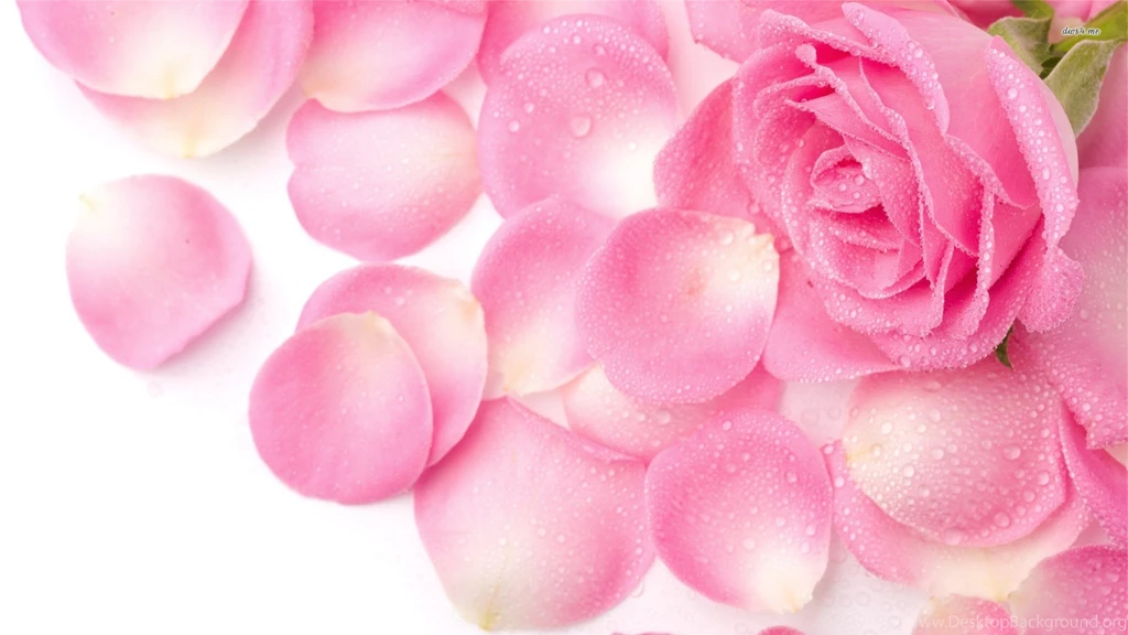 Rose Flower Petals Wallpapers