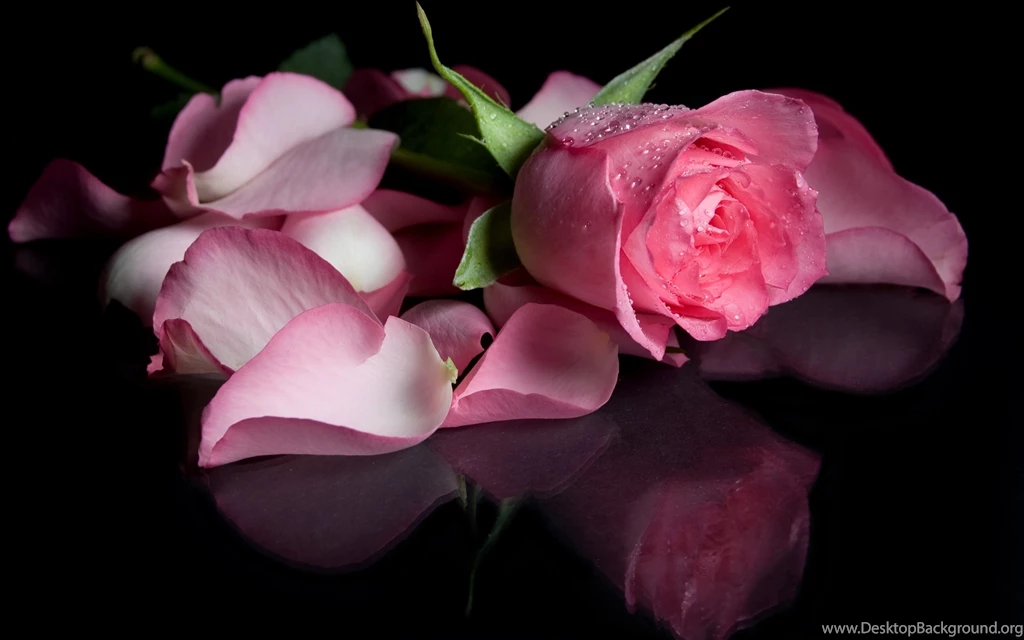 Rose Petals Wallpapers