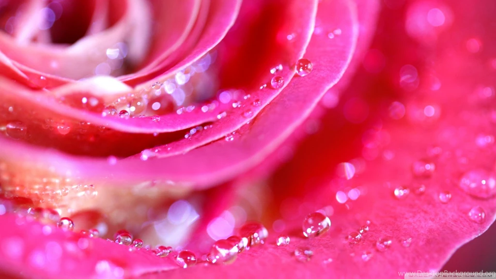Download Rose Petals Macro 2 Wallpapers 1920x1080