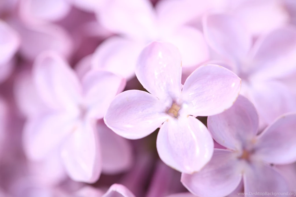 Petals Wallpapers, Desktop Wallpapers » GoodWP.com