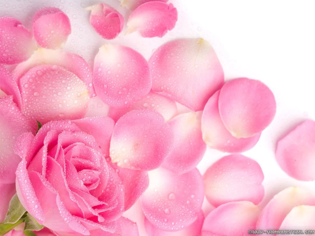 Top Flower Rose Petals Pink Wallpapers